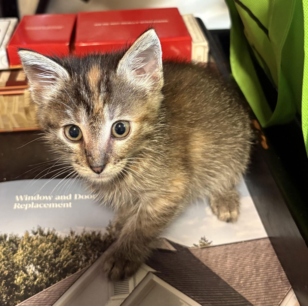 Shelter Stray Female Cat last seen NE 122nd and NE Glisan, OR, 1700 W Historic Columbia River Hwy, Troutdale, OR 97060, USA