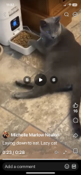 Lost Male Cat last seen Near alpine dr Jacksboro, Jacksboro, TN 37757