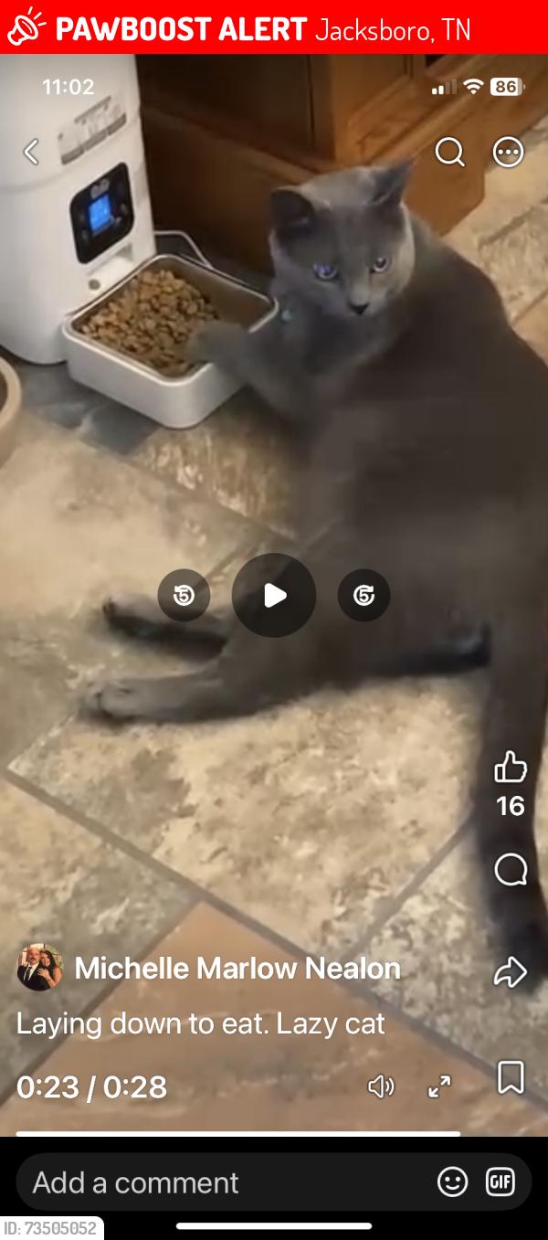 Lost Male Cat last seen Near alpine dr Jacksboro, Jacksboro, TN 37757
