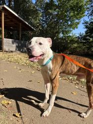 Shelter Stray Male Dog last seen Halsey / 53rd, PORTLAND, OR, 97213, 1700 W Historic Columbia River Hwy, Troutdale, OR 97060, USA