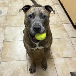 Shelter Stray Male Dog last seen 102nd / NE Wasco, OR, 1700 W Historic Columbia River Hwy, Troutdale, OR 97060, USA