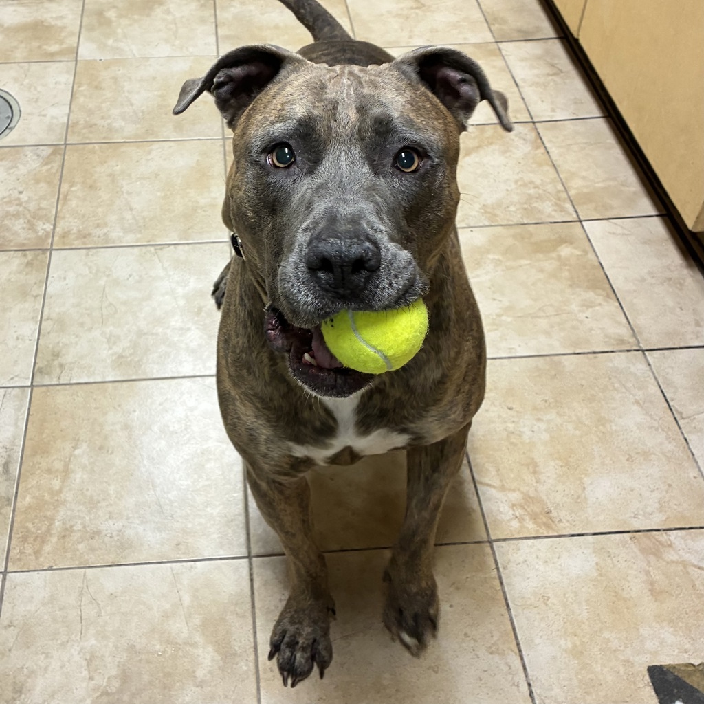 Shelter Stray Male Dog last seen 102nd / NE Wasco, OR, 1700 W Historic Columbia River Hwy, Troutdale, OR 97060, USA