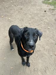Shelter Stray Male Dog last seen OR, 1700 W Historic Columbia River Hwy, Troutdale, OR 97060, USA