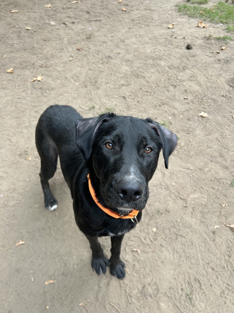 Shelter Stray Male Dog last seen OR, 1700 W Historic Columbia River Hwy, Troutdale, OR 97060, USA