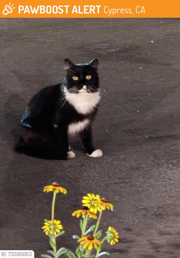 Found/Stray Unknown Cat last seen Orangewood/Valleyview, Cypress, CA 90630