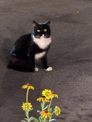 Found/Stray Unknown Cat last seen Orangewood/Valleyview, Cypress, CA 90630