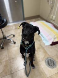 Shelter Stray Male Dog last seen SE 162nd and Stark, PORTLAND, OR, 97233, 1700 W Historic Columbia River Hwy, Troutdale, OR 97060, USA