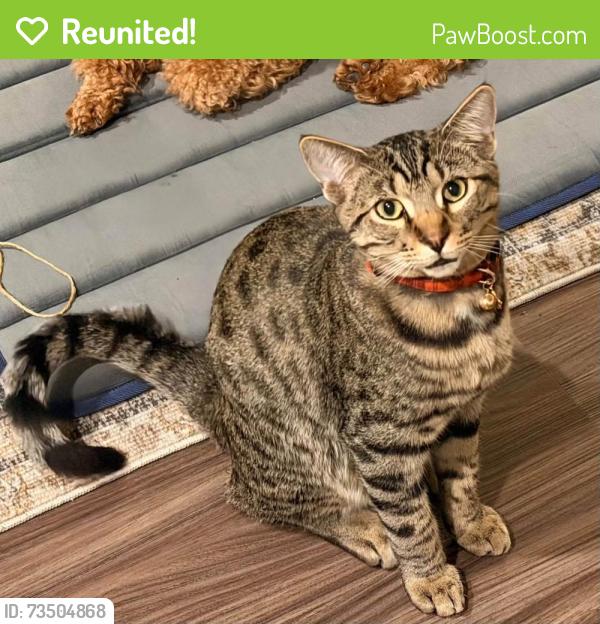 Reunited Male Cat last seen Prescott Oaks, San Antonio, TX 78254