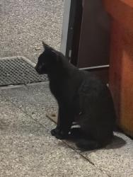 Lost Female Cat last seen fromt of breakway gaming centere crawford, Windsor, ON N9A 5C7