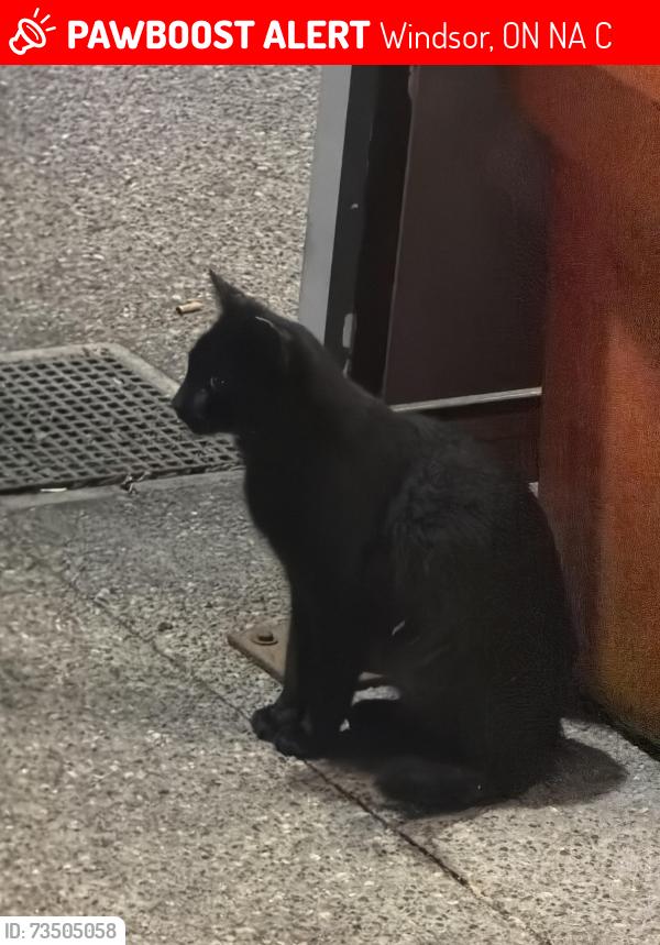 Lost Female Cat last seen fromt of breakway gaming centere crawford, Windsor, ON N9A 5C7