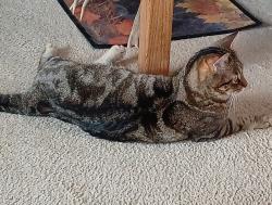 Reunited Female Cat last seen Nelson and 38th ave., Wheat Ridge, CO 80033