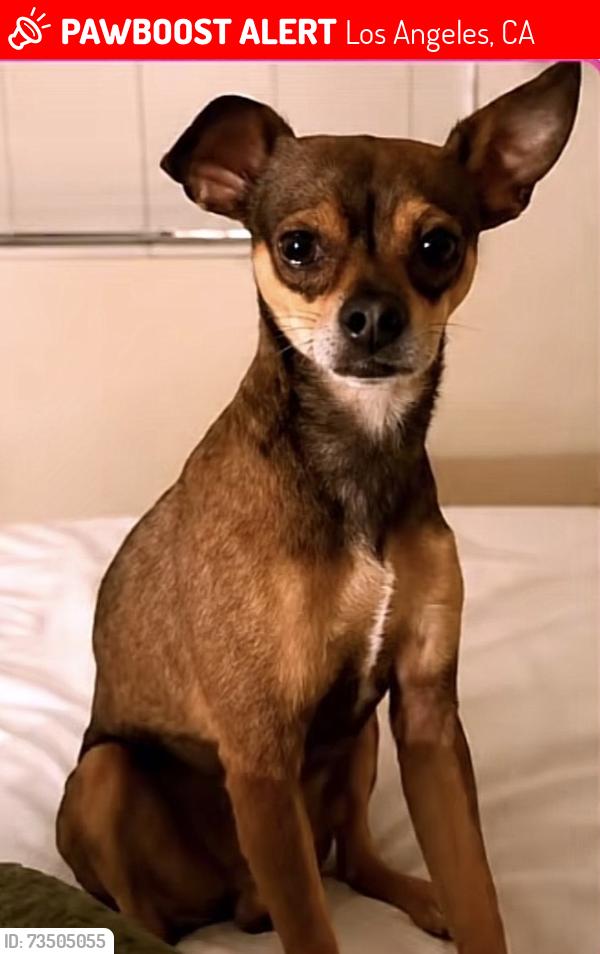 Lost Male Dog last seen Western ave & Melrose, Los Angeles, CA 90005