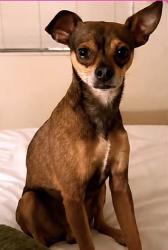 Lost Male Dog last seen Western ave & Melrose, Los Angeles, CA 90005