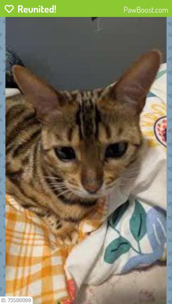 Reunited Female Cat last seen 146street 29 ave, Surrey, BC V4P 0C6