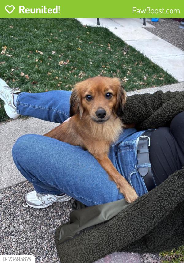 Reunited Male Dog last seen King and manitoba, Yorkton, SK 