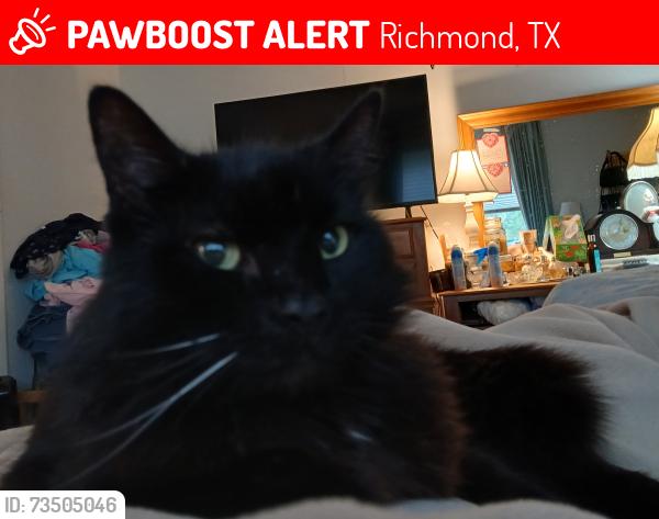 Lost Male Cat last seen Cedar and Lamar, Richmond, TX 77469