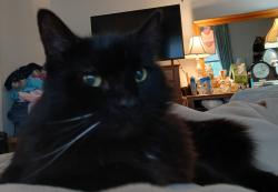 Lost Male Cat last seen Cedar and Lamar, Richmond, TX 77469