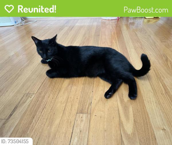 Reunited Male Cat last seen Miramonte Ave./ Tulane Dr., Mountain View, CA 94040