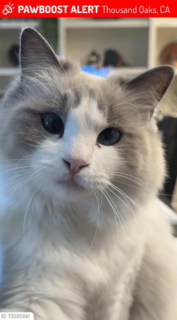 Lost Female Cat last seen Erbes and Avenida, Thousand Oaks, CA 91362