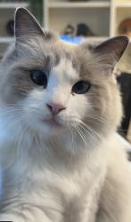 Lost Female Cat last seen Erbes and Avenida, Thousand Oaks, CA 91362
