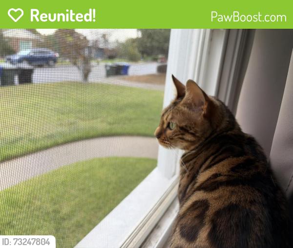 Reunited Female Cat last seen Oak and Leroy, Temple City, CA 91780