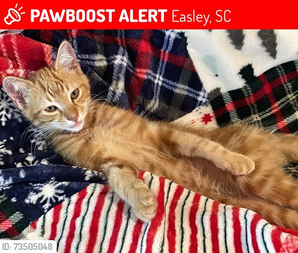 Lost Male Cat last seen Anderson HWY Easley sc, Easley, SC 29642