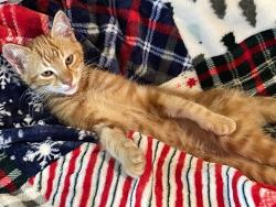 Lost Male Cat last seen Anderson HWY Easley sc, Easley, SC 29642
