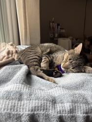 Reunited Female Cat last seen Inverchapel Rd, Springfield, VA 22151