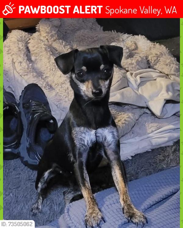 Lost Female Dog last seen near alki and vista, Spokane Valley, WA 99212