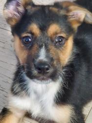 Lost Female Dog last seen Rainier Road, Castaic, CA 91384