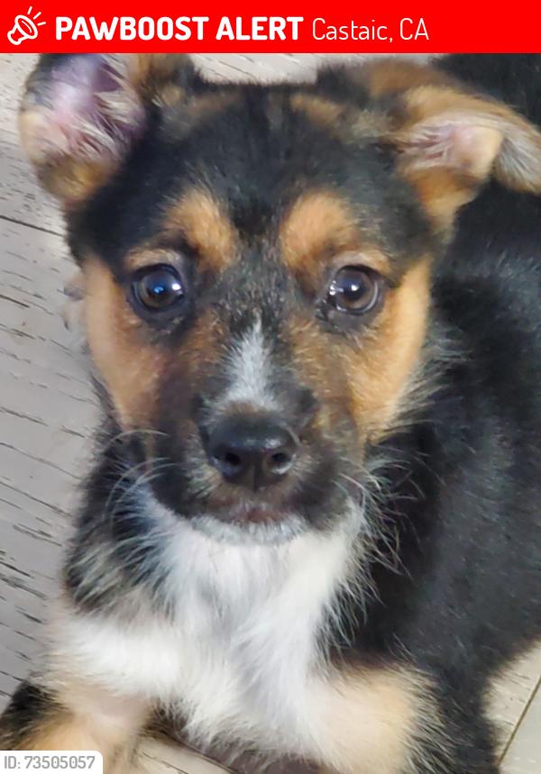 Lost Female Dog last seen Rainier Road, Castaic, CA 91384