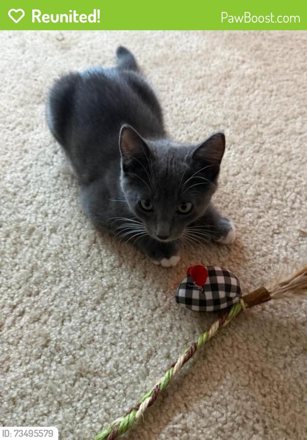 Reunited Male Cat last seen Near Pelucca Ln, Modesto, CA 95355, USA, Modesto, CA 95355