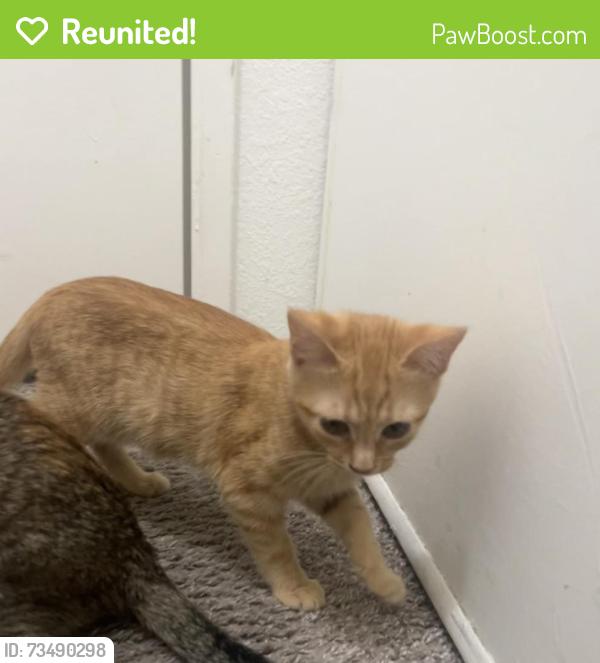 Reunited Female Cat last seen Near nieman blvd, San Jose, CA 95148