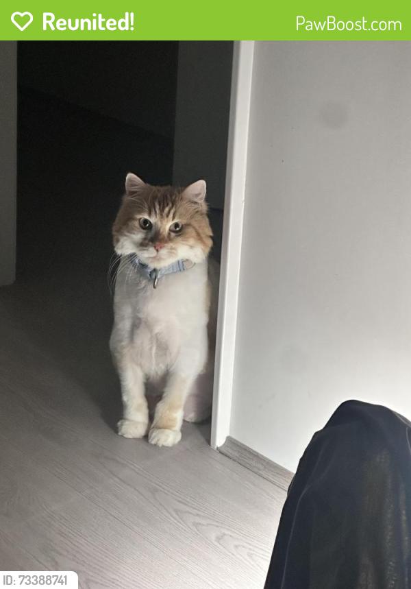 Reunited Male Cat last seen Lot 109 17 Laterite Grove, Bellevue, WA 6056