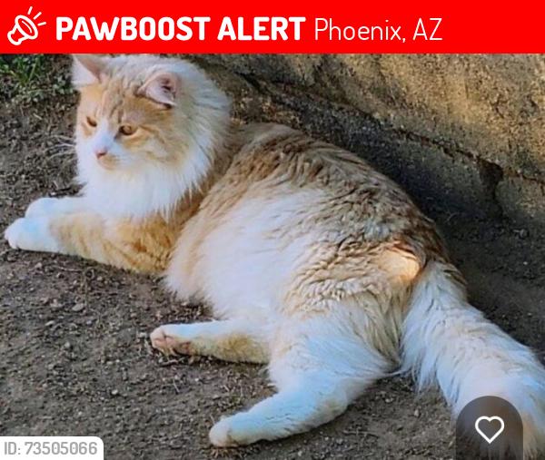 Lost Male Cat last seen 19th Dr and northern, Phoenix, AZ 85021