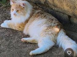 Lost Male Cat last seen 19th Dr and northern, Phoenix, AZ 85021