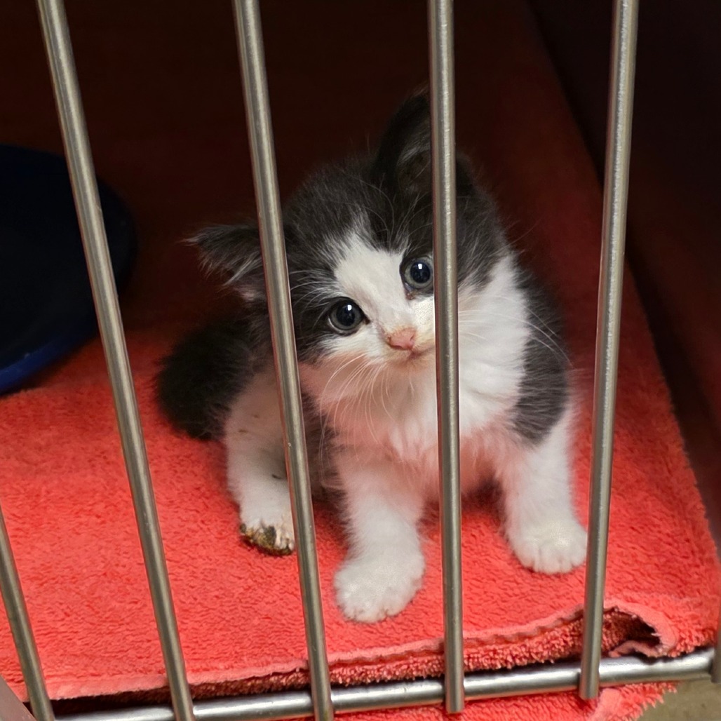 Shelter Stray Male Cat last seen , 54687 Co Rd 19, Bristol, IN 46507, USA