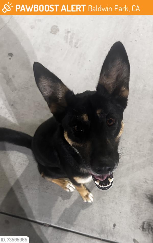 Found/Stray Female Dog last seen Francisquito and Garvey, Baldwin Park, CA 91706