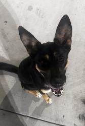 Found/Stray Female Dog last seen Francisquito and Garvey, Baldwin Park, CA 91706
