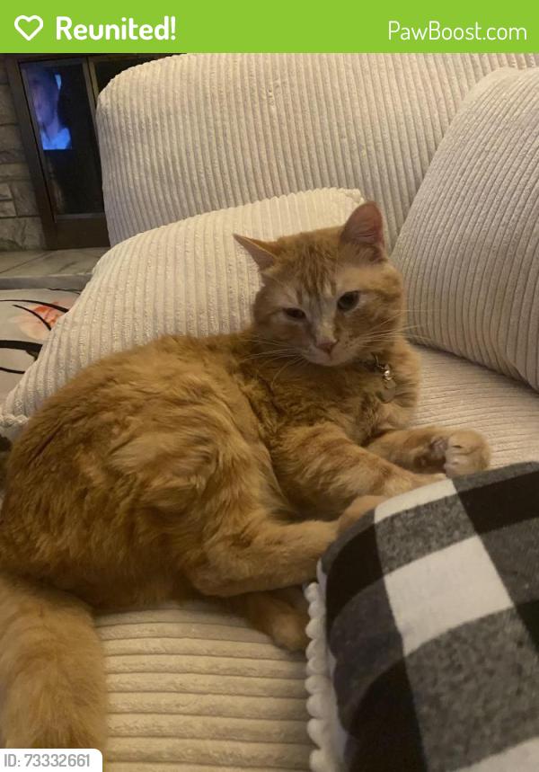 Reunited Male Cat last seen Bruce St & Thomas St, Morris, IL 60450