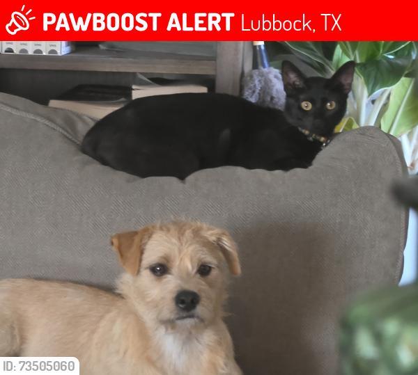 Lost Male Cat last seen Juneau Avenue and Iola Avenue, Lubbock, TX 79424
