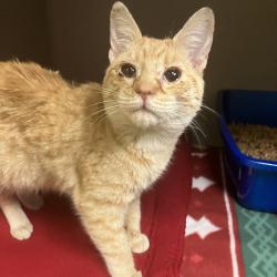 Shelter Stray Female Cat last seen , 4157 Cherry Ave NE, Keizer, OR 97303, USA