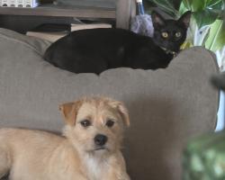 Lost Male Cat last seen Juneau Avenue and Iola Avenue, Lubbock, TX 79424