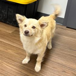 Shelter Stray Female Dog last seen , 425 Kirksey Dr, Morganton, NC 28655, USA