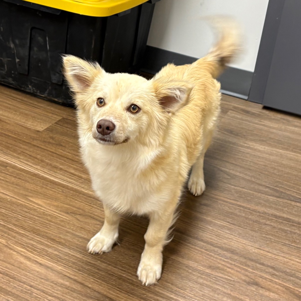 Shelter Stray Female Dog last seen , 425 Kirksey Dr, Morganton, NC 28655, USA