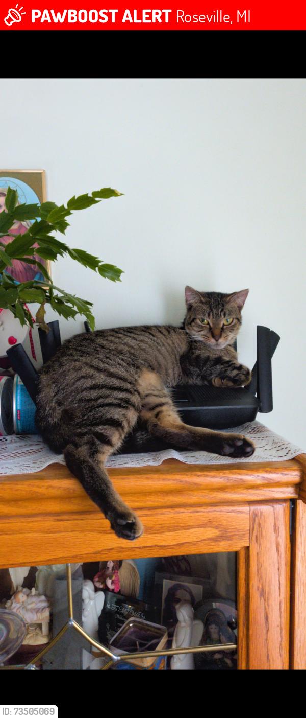 Lost Female Cat last seen Rose and Curtis Street, Roseville, MI 48066