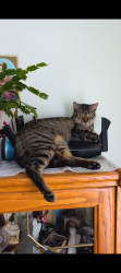 Lost Female Cat last seen Rose and Curtis Street, Roseville, MI 48066