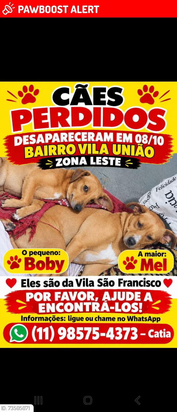 Lost Unknown Dog last seen Vila uniao sao paulo, Vila Uniao (Zona Leste), SP 03683-010