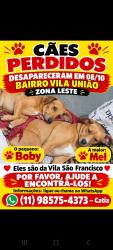 Lost Unknown Dog last seen Vila uniao sao paulo, Vila Uniao (Zona Leste), SP 03683-010