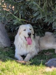 Found/Stray Male Dog last seen HWY 178, Bakersfield, CA 93306